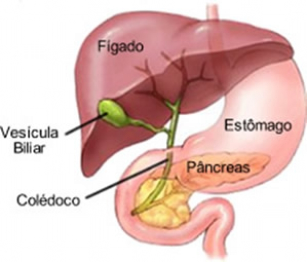 Orientação Nutricional após Colecistectomia (retirada da vesícula biliar)